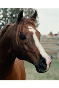 Horse Photo School Composition Book Equine Arabian at Pasture