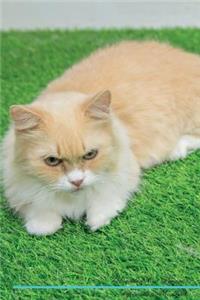 Munchkin Cat Affirmations Workbook Munchkin Cat Presents