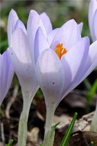 Lovely Pastel Purple Crocus Flowers in Early Spring Garden Journal