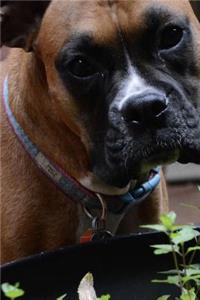Hello Sweet Boxer Dog Pet Journal