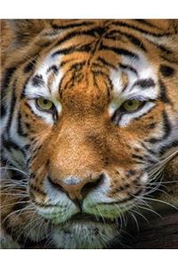 Tiger's Eyes Blank Sketchbook