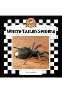 White-Tailed Spiders