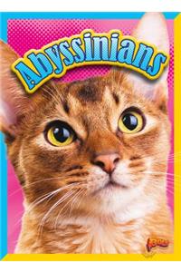Abyssinians