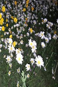 Floral 2019 Weekly Planner Daisy Field Night 134 Pages