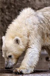 Cute Polar Bear Cub Journal