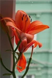 Awesome Lily in the Window Flower Journal