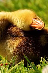 Mallard Duck Duckling Rolling Back Journal
