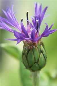 Purple Wildflower - Blank Notebook