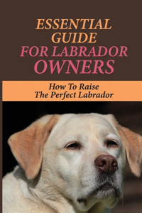 Essential Guide For Labrador Owners