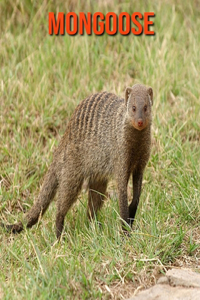 Mongoose