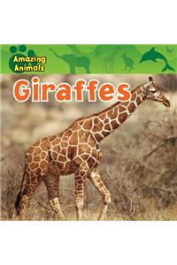 Giraffes