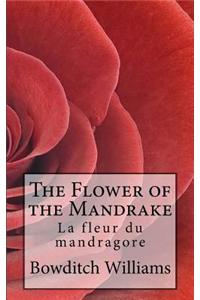 The Flower of the Mandrake