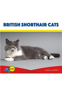 British Shorthair Cats