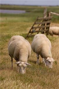 Sheep Grazing in a Field Animal Journal
