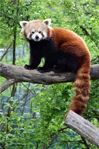 Say Hello to the Red Panda Journal