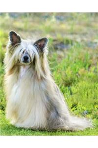 Chinese Crested