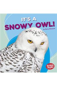 It's a Snowy Owl!