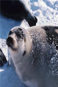 Journal Winter Seals