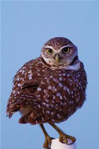 Golden-Eyed Owl Any Day Planner Notebook