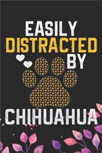 Easily Distracted by Chihuahua