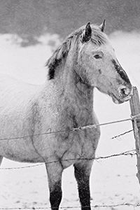 2020 Daily Planner Horse Photo Equine Pony Snowstorm 388 Pages