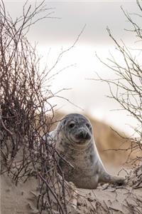 Shy Gray Seal on the Beach Journal