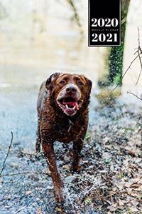 Labrador Golden Retriever Dog Calendar Week Planner 2020 / 2021 - Romping in the Water