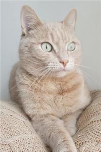 Cat Journal