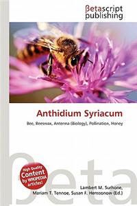 Anthidium Syriacum