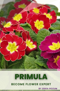 Primula