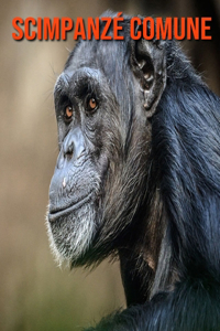 Scimpanzé comune