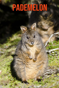 Pademelon
