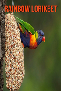 Rainbow Lorikeet