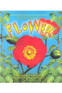 The Life Cycle of the Flower