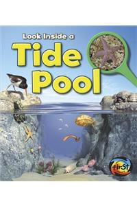 Look Inside a Tide Pool