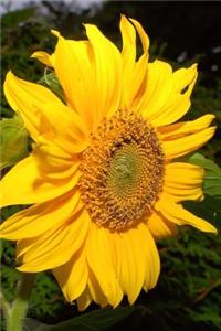 Tall Yellow Sunflower Flower Journal