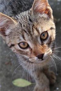 What a Face! Sweet Tabby Kitty Cat Journal: 150 Page Lined Notebook/Diary