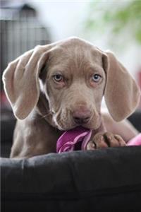 Just the Cutest Weimaraner Puppy Dog Pet Journal