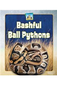 Bashful Ball Pythons