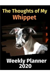 The Thoughts of My Whippet