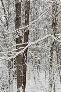 2020 Weekly Planner Winter Scenic Photo 134 Pages