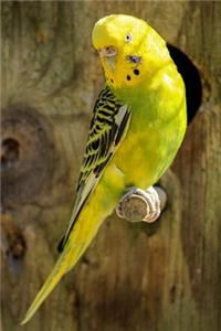 Yellow Parakeet Bird Journal