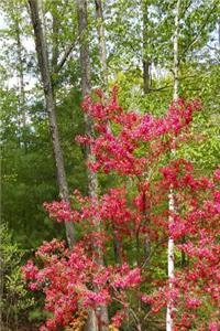 2019 Daily Planner Flowering Trees Forest's Edge 384 Pages