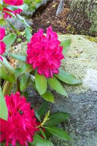 Summer 2019 Daily Planner Pink Floral Blooms 384 Pages