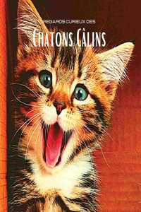 Regards curieux des Chatons Câlins