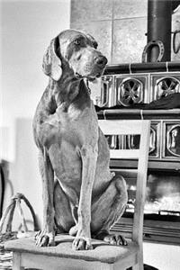 Weimaraner