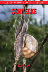 Schnecke