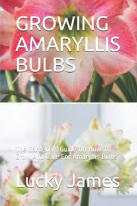 Growing Amaryllis Bulbs