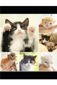 Cute Kittens Notebook