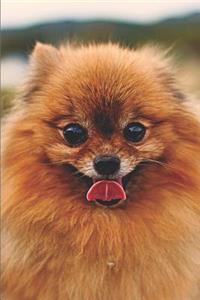 Pomeranian Dog Lovers Journal